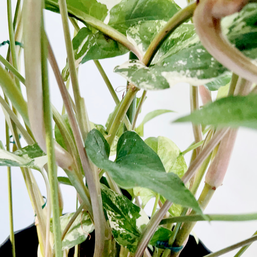④希少 シンゴニウム フレンチマーブル 観葉植物 室内 大型 その他