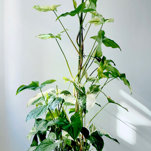 ④希少 シンゴニウム フレンチマーブル 観葉植物 室内 大型