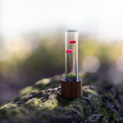 きのこの照明　ベニカサダケ（ツヤ2本） 1枚目の画像