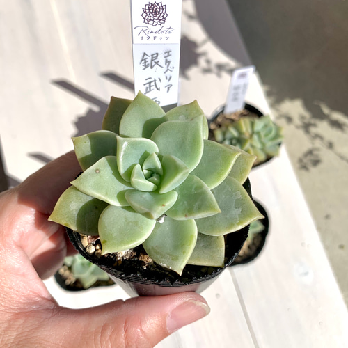 大人気韓国苗】銀武源 多肉植物 エケベリア 多肉植物 ちいさな多