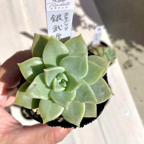 大人気韓国苗】銀武源 多肉植物 エケベリア 多肉植物 ちいさな多