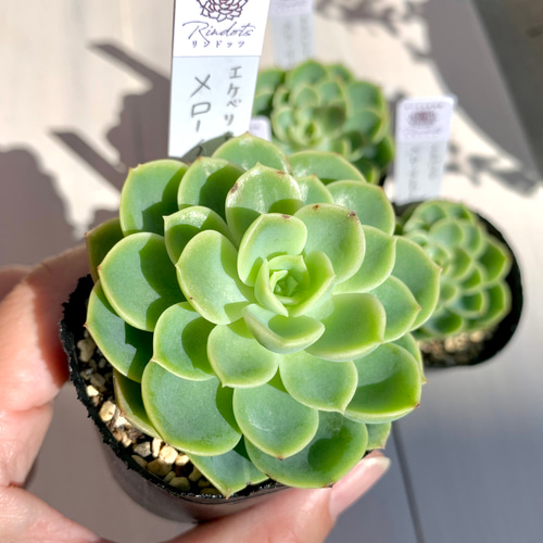 大人気韓国苗】メローイエロー 多肉植物 エケベリア 多肉植物 ちいさな