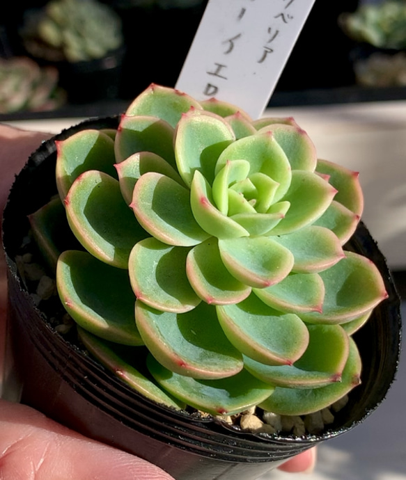 【大人気韓国苗】メローイエロー　多肉植物　エケベリア 1枚目の画像