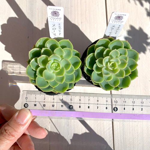 大人気韓国苗】メローイエロー 多肉植物 エケベリア 多肉植物 ちいさな