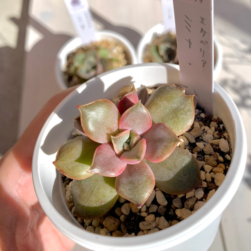 大人気韓国苗】ミナ（mina）多肉植物 エケベリア 多肉植物