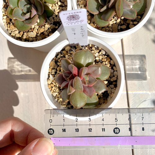 大人気韓国苗】ミナ（mina）多肉植物 エケベリア 多肉植物 ちいさな多