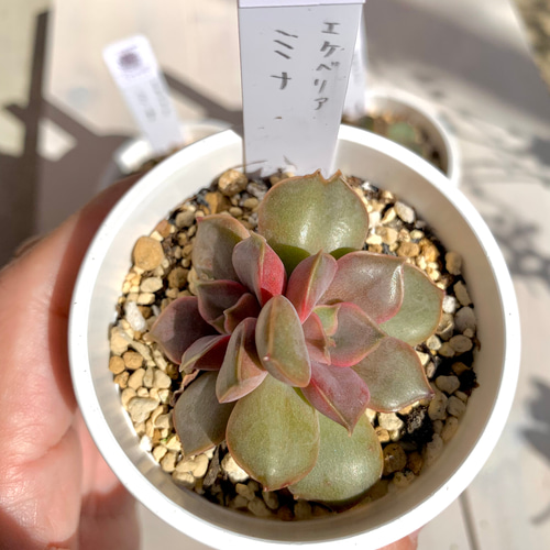 多肉植物　ミナ　抜き苗 大人気韓国苗】ミナ（mina）多肉植物 エケベリア 多肉植物 ちいさな多