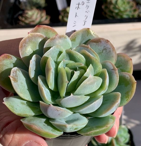 【大人気韓国苗】ポトシナ　多肉植物　エケベリア 1枚目の画像