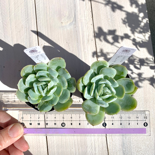大人気韓国苗】ポトシナ 多肉植物 エケベリア 多肉植物 ちいさな多肉屋
