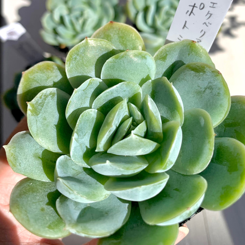 大人気韓国苗】ポトシナ 多肉植物 エケベリア 多肉植物 ちいさな多肉屋