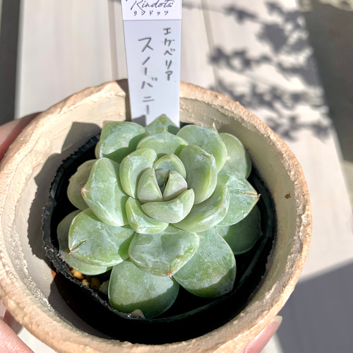 大人気韓国苗】スノーバニー 多肉植物 エケベリア 多肉植物