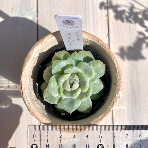 大人気韓国苗】スノーバニー 多肉植物 エケベリア 多肉植物 ちいさな多