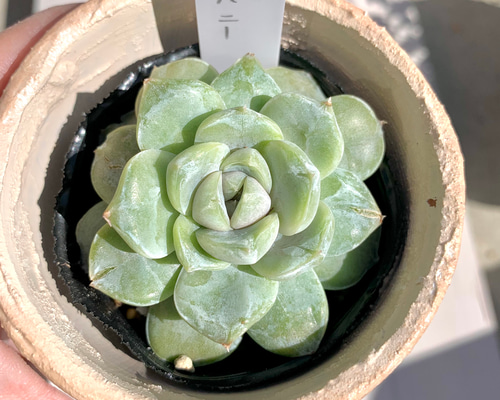 大人気韓国苗】スノーバニー 多肉植物 エケベリア 多肉植物 ちいさな多