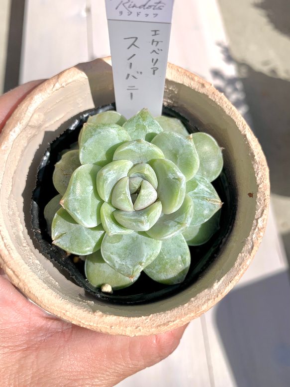 多肉植物 エケベリア メキシカンスノーボール錦 大 韓国苗 特選