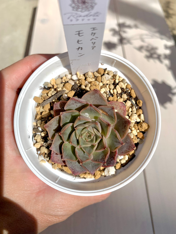 【大人気韓国苗】モヒカン　多肉植物　エケベリア 3枚目の画像