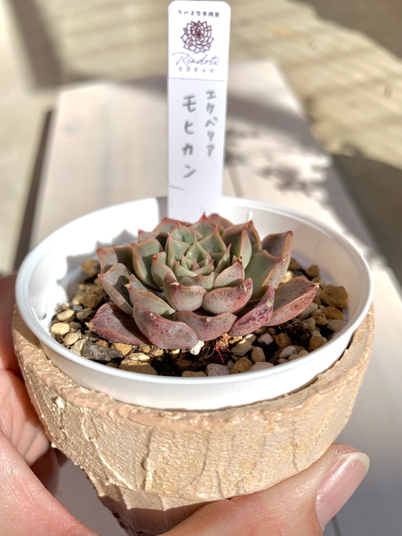 【大人気韓国苗】モヒカン　多肉植物　エケベリア 1枚目の画像