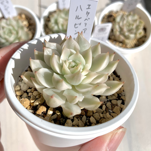 多肉植物 防ぎ 秀麗 カット苗 ・b 多肉植物 防ぎ 秀麗 カット苗 ・b