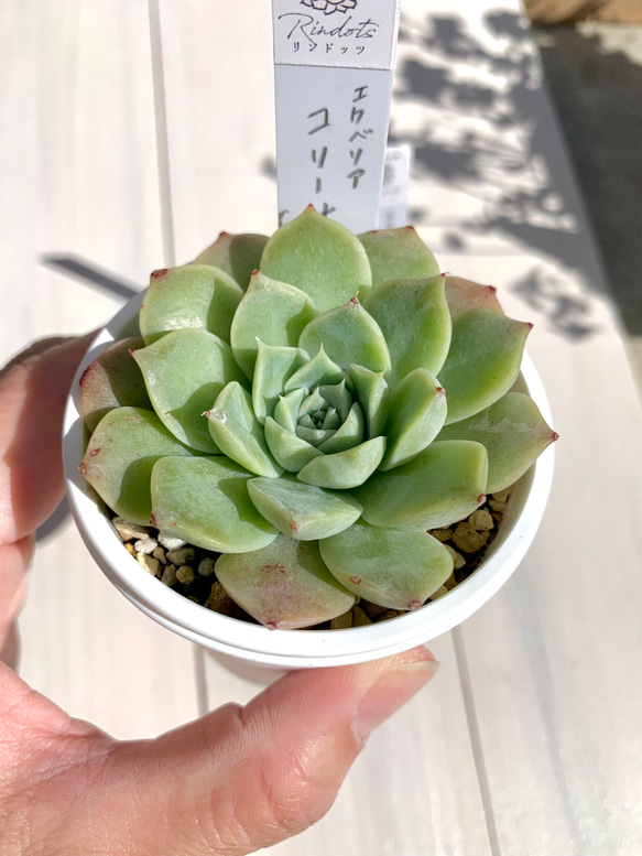 【大人気韓国苗】コリーナ　多肉植物　エケベリア 3枚目の画像