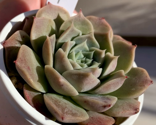 大人気韓国苗】コリーナ 多肉植物 エケベリア 多肉植物 ちいさな多肉屋