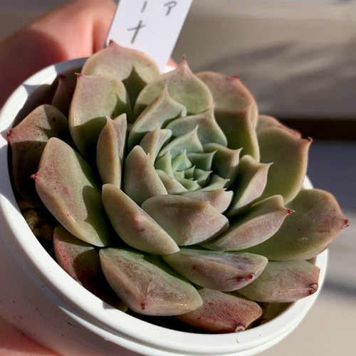 大人気韓国苗】コリーナ 多肉植物 エケベリア 多肉植物 ちいさな多肉屋