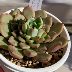 【大人気韓国苗】ギルバローズ　多肉植物　エケベリア 1枚目の画像