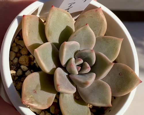 大人気韓国苗】ココナッツアイス 多肉植物 グラプトベリア 多肉植物