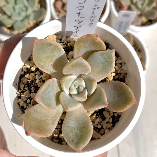 多肉植物　韓国苗　アイボリーパゴダ　２株　発根済み アイボリーパゴダ 多肉植物 韓国苗 アイボリーパゴダ 2株 発根済み