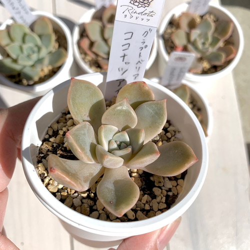 大人気韓国苗】ココナッツアイス 多肉植物 グラプトベリア 多肉植物
