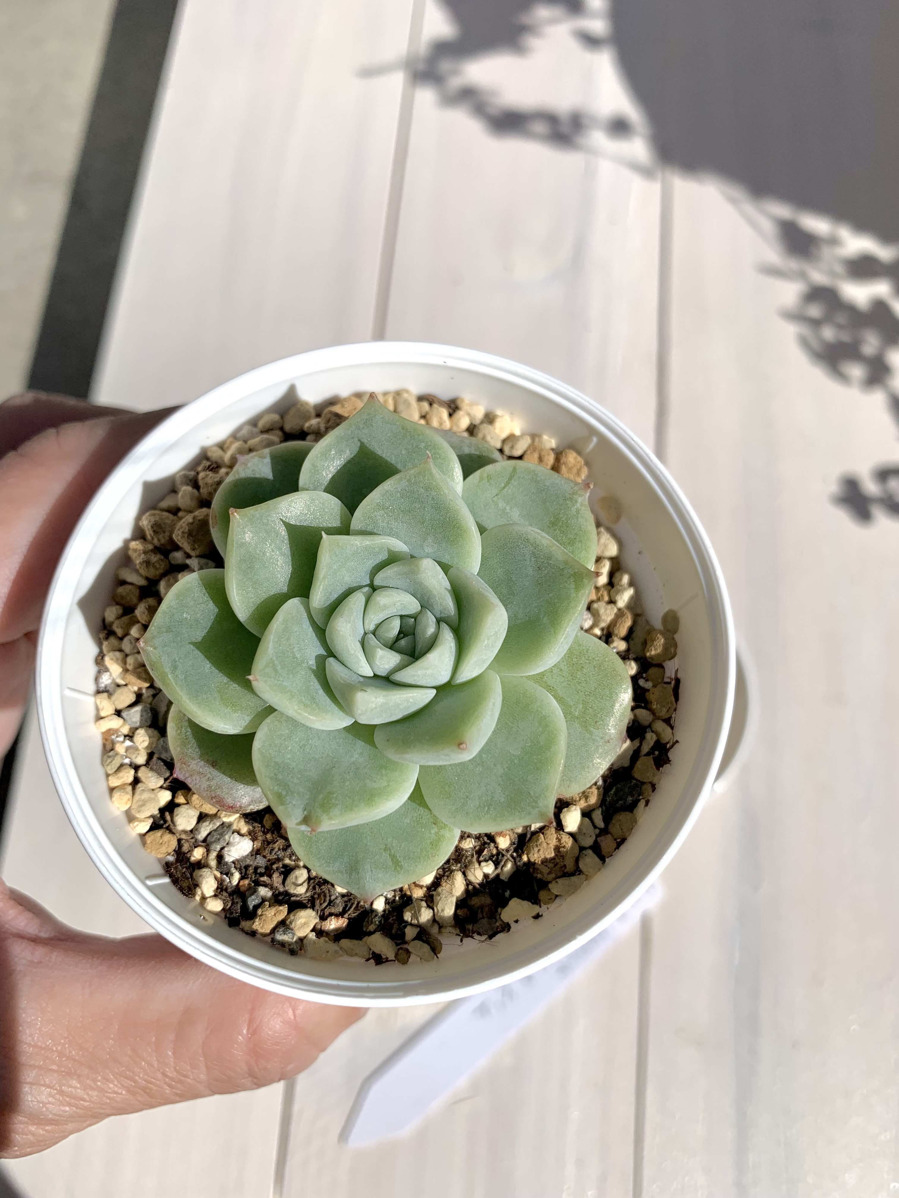 大人気韓国苗】レッドベルベット 多肉植物 エケベリア 多肉植物