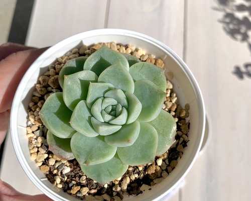 多肉植物　韓国苗　レッドグラス 楽天市場】レッドモラン エケベリア 5.5cmポット 韓国苗