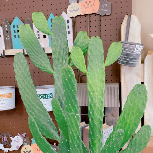 現品SALE♡【大きめバンザイさぼてん】存在感抜群！ホワイト系ブリキ鉢