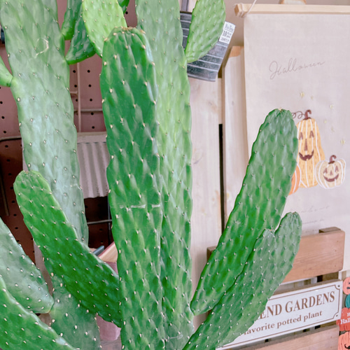 現品SALE♡【大きめバンザイさぼてん】存在感抜群！ホワイト系ブリキ鉢