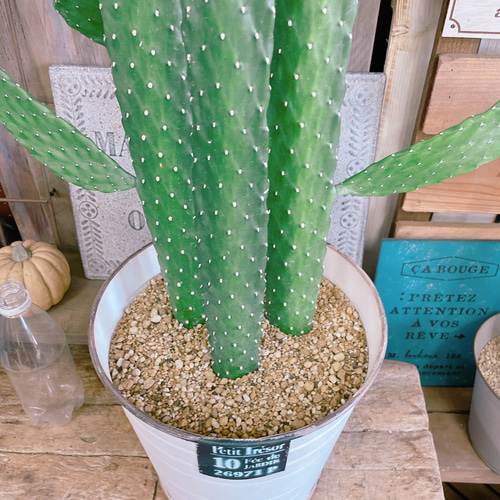 ウチワサボテン　苗　食用可　さぼてん　多肉/植物 ウチワサボテン 2寸 サボテン 多肉 観葉植物 : タノシミドリ Yahoo!店