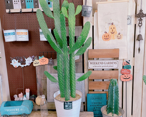 現品SALE♡【大きめバンザイさぼてん】存在感抜群！ホワイト系ブリキ鉢