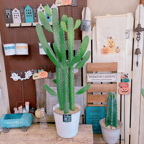 現品SALE♡【大きめバンザイさぼてん】存在感抜群！ホワイト系ブリキ鉢