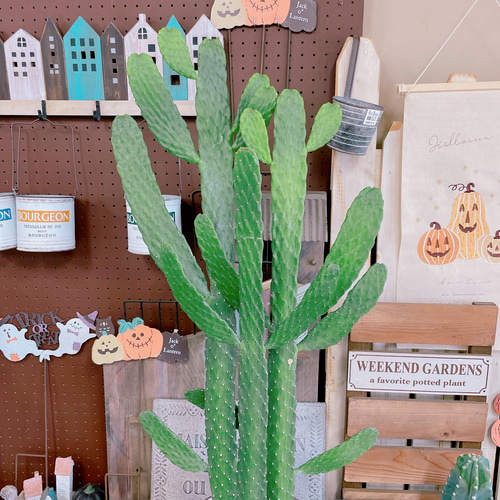 現品SALE♡【大きめバンザイさぼてん】存在感抜群！ホワイト系ブリキ鉢