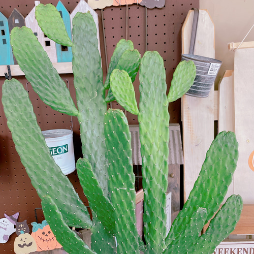 現品SALE♡【大きめバンザイさぼてん】存在感抜群！ホワイト系ブリキ鉢