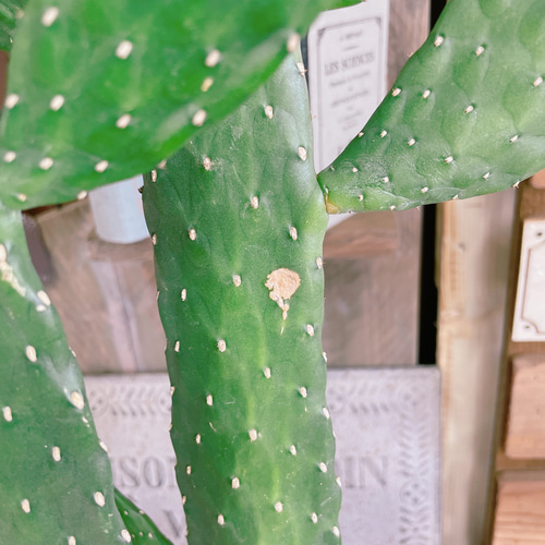 現品SALE♡【大きめバンザイさぼてん】存在感抜群！ホワイト系ブリキ鉢