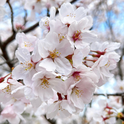 本物の桜の花びら 2wayロングピアス / sakura white 9枚目の画像