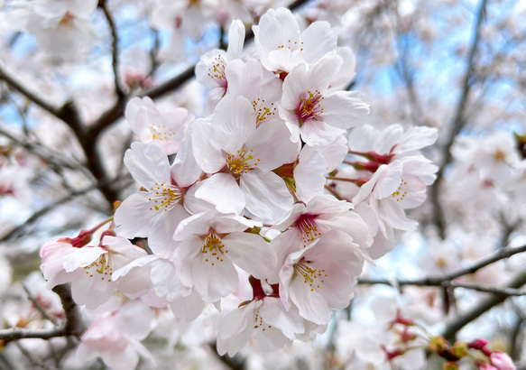 本物の桜の花びら 2wayロングピアス / sakura white 9枚目の画像