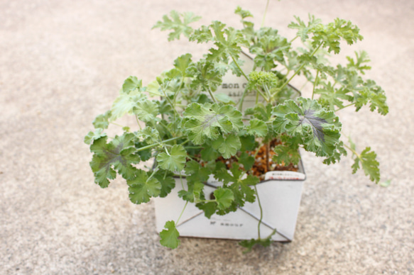 よせうえ）ハーブゼラニウムの寄せ植え♡6種♡シーリングレターポット