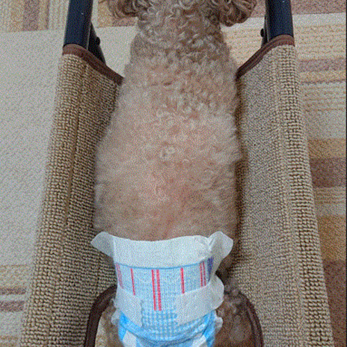 四輪歩行器、犬歩行器、犬車椅子(シートタイプ) ハウス・小屋 四輪歩行器、犬歩行器、犬車椅子(シートタイプ) ハウス・小屋