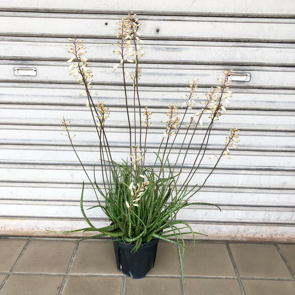 開花株 大きめ 珍種 細葉 アロエ アルビフローラ Aloe albiflora (雪