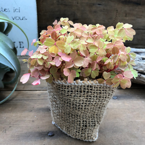 黄昏♡たそがれ♡オキザリス♡閉じる葉っぱ♡可愛い アートフラワー