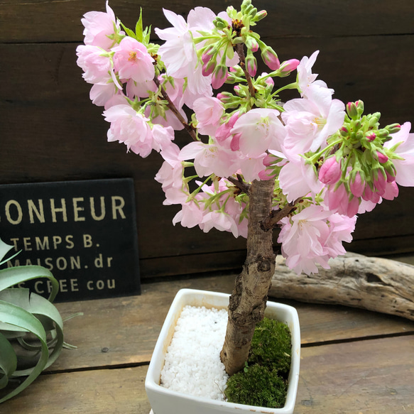 一才桜♡即完売♡テーブルで楽しむ♡旭山♡ガーデニング♡観葉植物 7枚目の画像