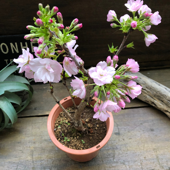 一才桜♡即完売♡テーブルで楽しむ♡旭山♡ガーデニング♡観葉植物 2枚目の画像