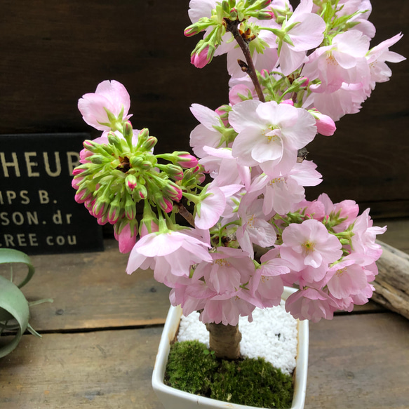 一才桜♡即完売♡テーブルで楽しむ♡旭山♡ガーデニング♡観葉植物 18枚目の画像