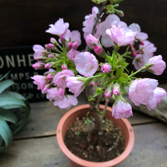 一才桜♡即完売♡テーブルで楽しむ♡旭山♡ガーデニング♡観葉植物 8枚目の画像