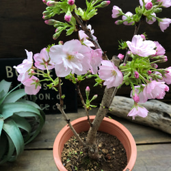 一才桜♡即完売♡テーブルで楽しむ♡旭山♡ガーデニング♡観葉植物 11枚目の画像