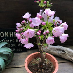 一才桜♡即完売♡テーブルで楽しむ♡旭山♡ガーデニング♡観葉植物 17枚目の画像